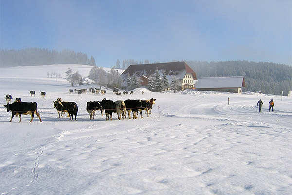 Holzhof Breitnau - Ferienwohnungen auf dem Bauernhof im Schwarzwald