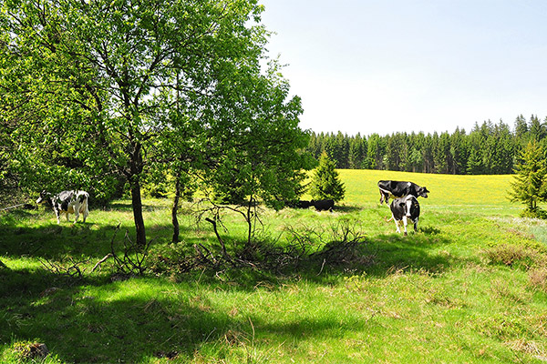 Landwirtschaft