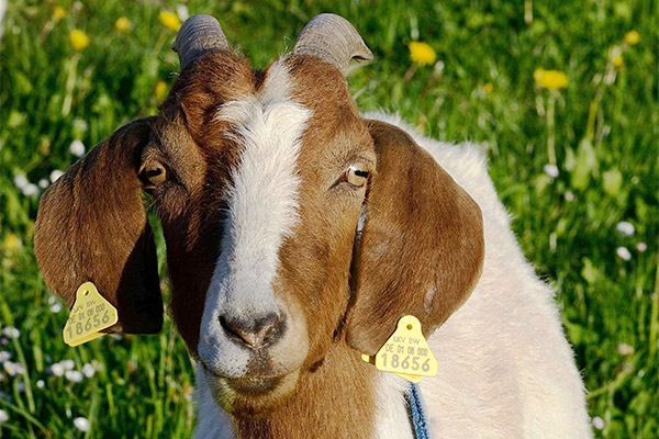 Tiere