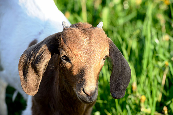 Tiere