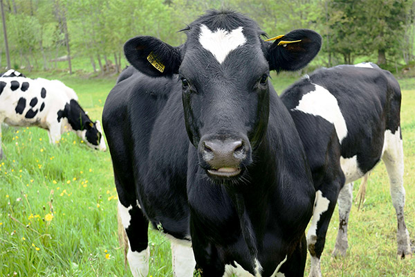 Tiere