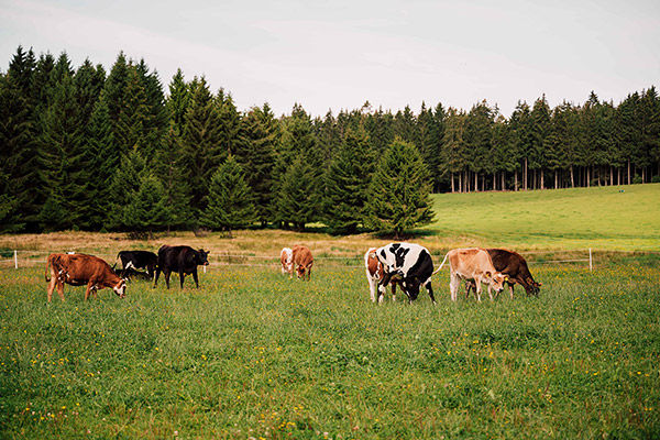 Tiere