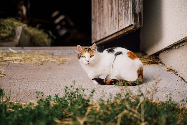 Tiere